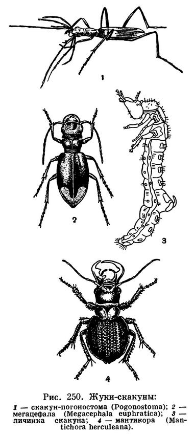 Carabidae) Семейство Карабиды, Жужелицы, Family Carabidae