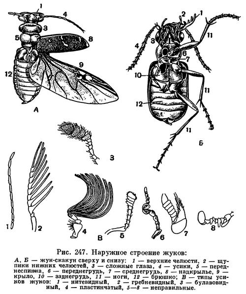 Жуки И Их Названия Фото