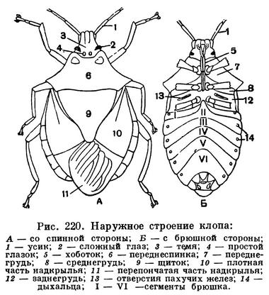 Как Выглядит Самка Клопа Постельного Фото