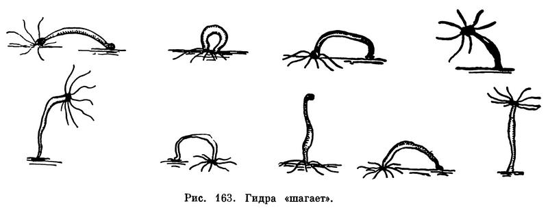 Hydridae) Семейство Гидровые, Family Hydridae