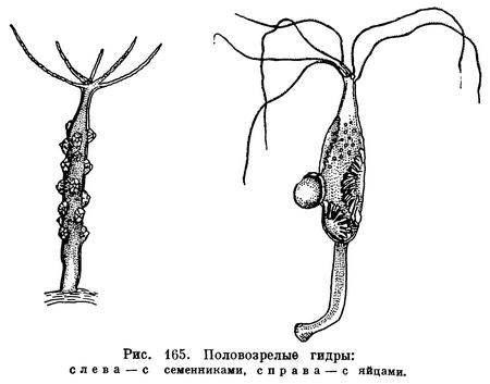 Hydridae) Семейство Гидровые, Family Hydridae