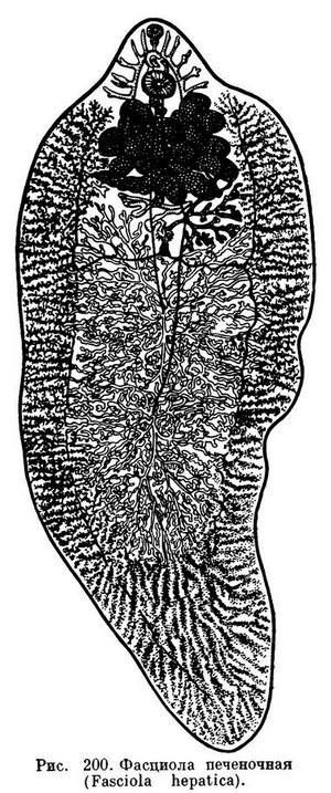 a fascioliasis fogadó gazdája