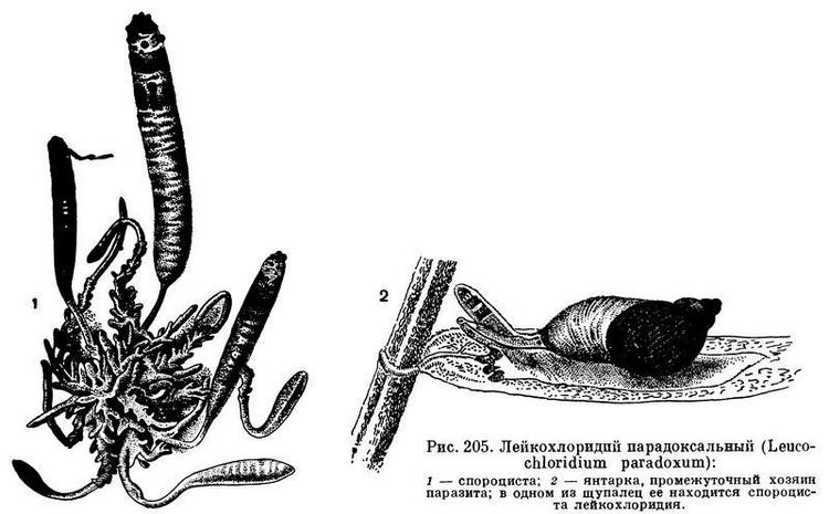 platyhelminths nem parazita pikkelyes papilloma hpv