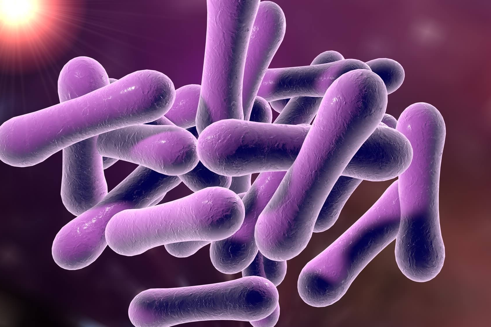   Actinobacteria