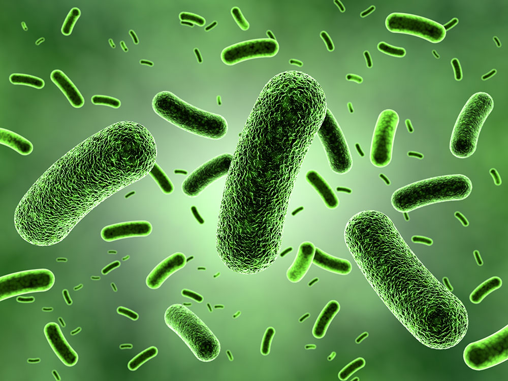   Actinobacteria