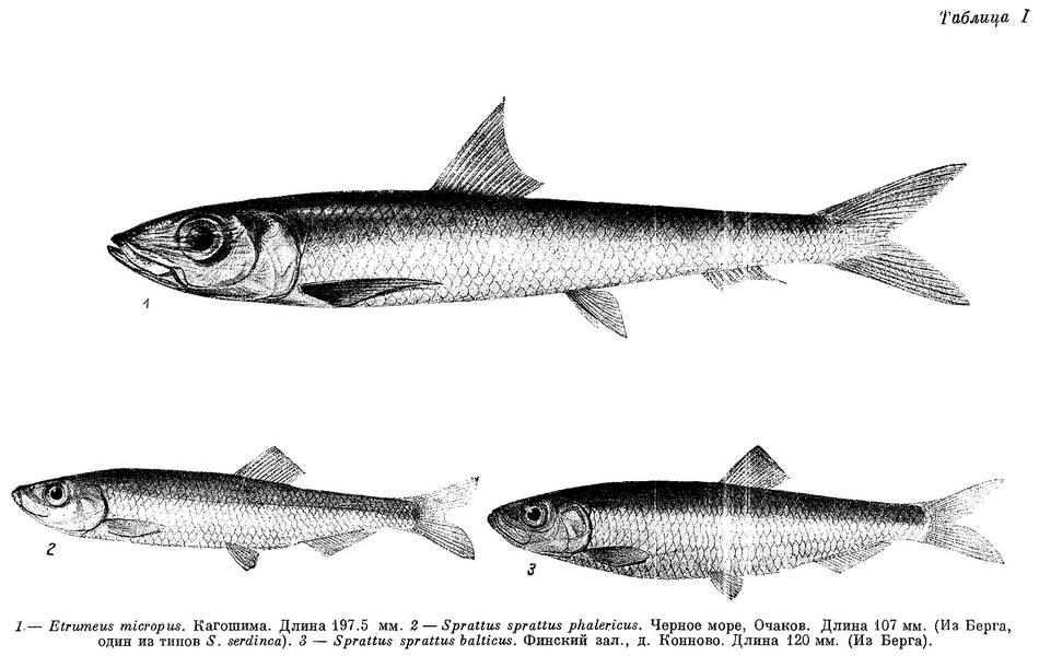 Рыба Шпрот Фото