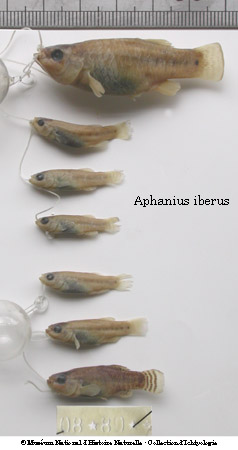 (Aphanius iberus)