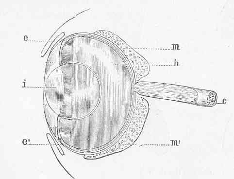 Gnathostomata 1p Fishes Eye. i-crystallized pupil; ee'-cornea; mm'-choroid; h-posterior chambers; c-optic nerve
