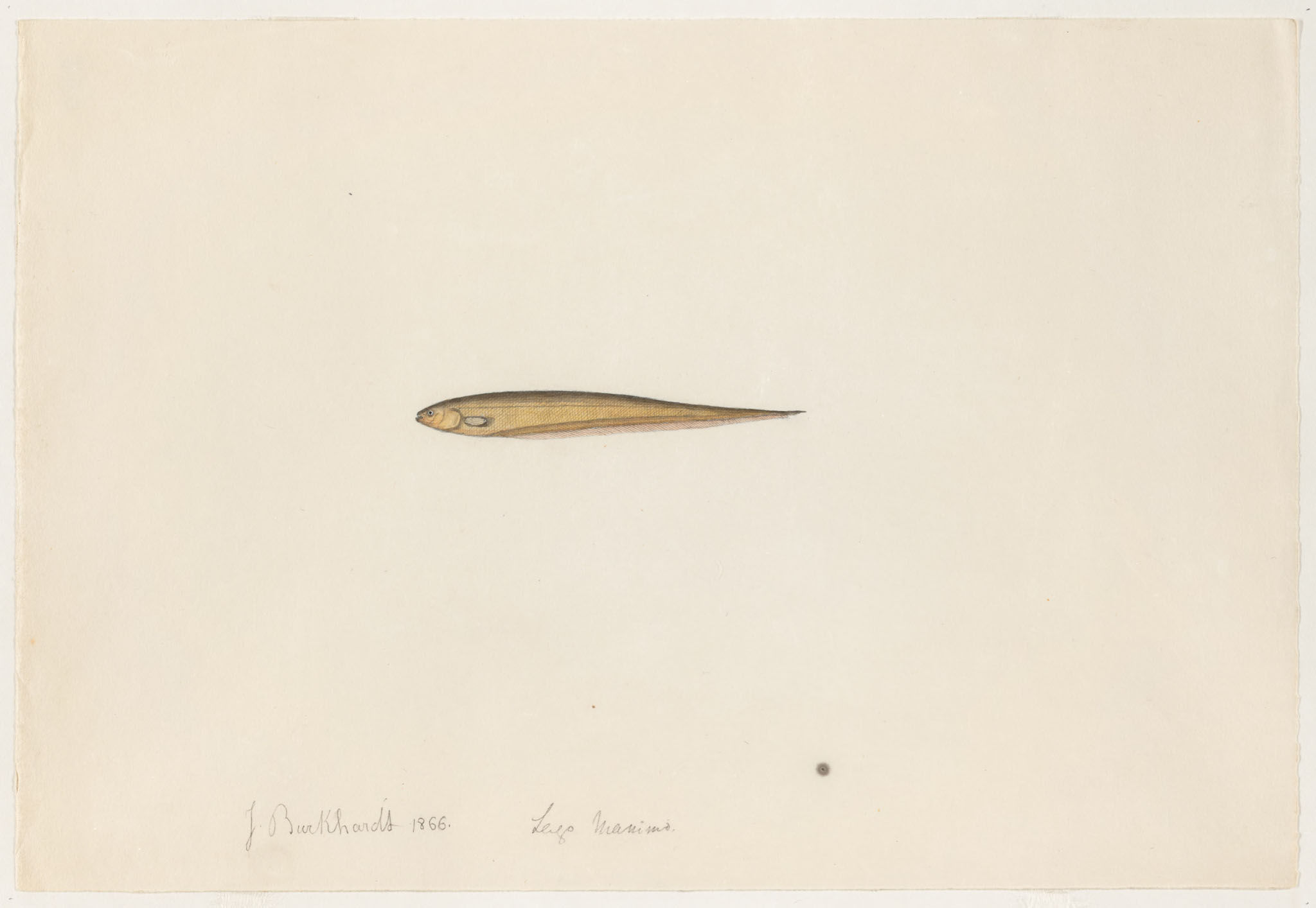 (Microsternarchus bilineatus)