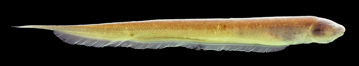 (Racenisia fimbriipinna)