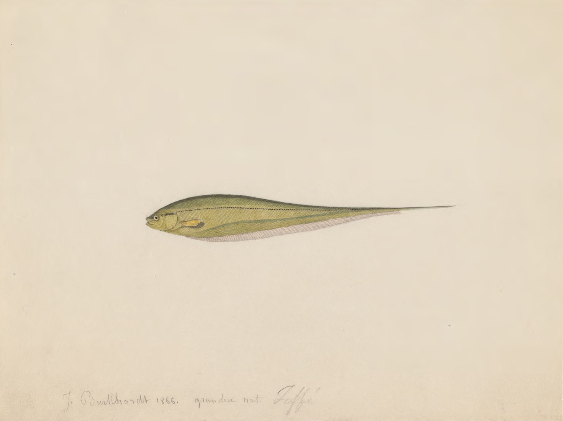 (Eigenmannia virescens)