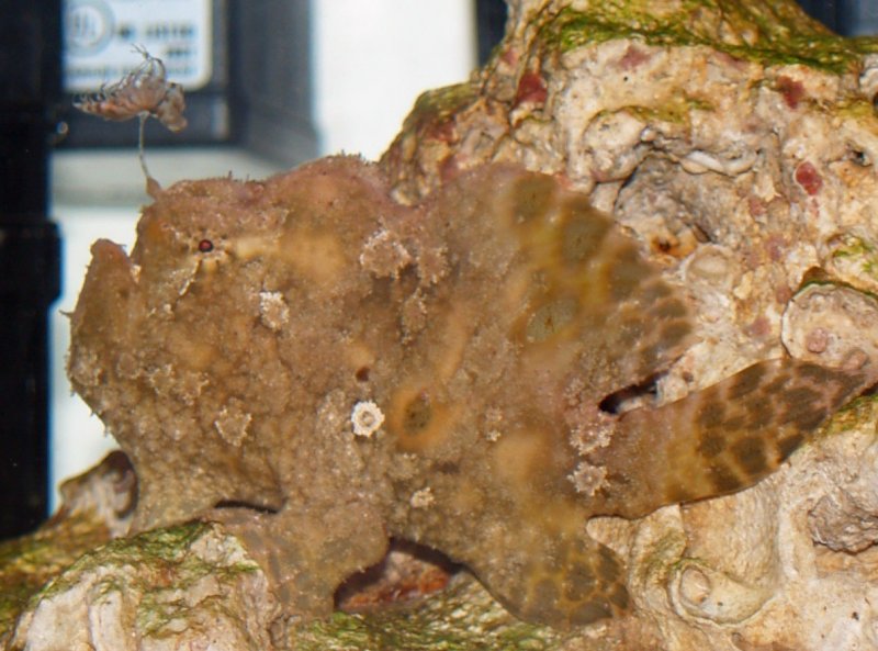 (Antennarius indicus)