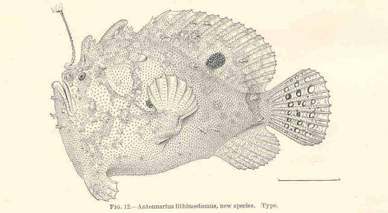(Lophiocharon lithinostomus)