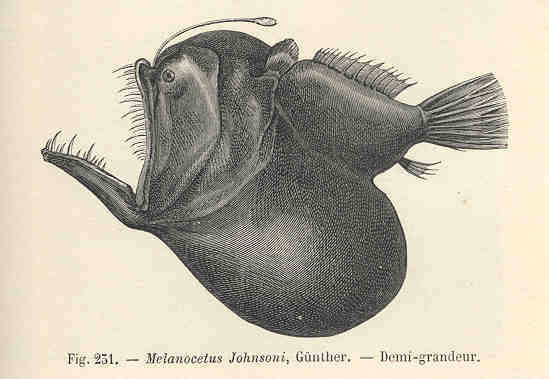 (Melanocetus johnsonii)
