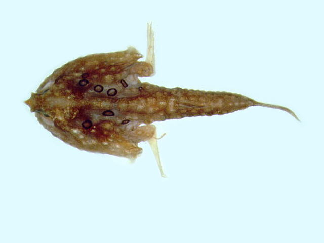 (Malthopsis annulifera)