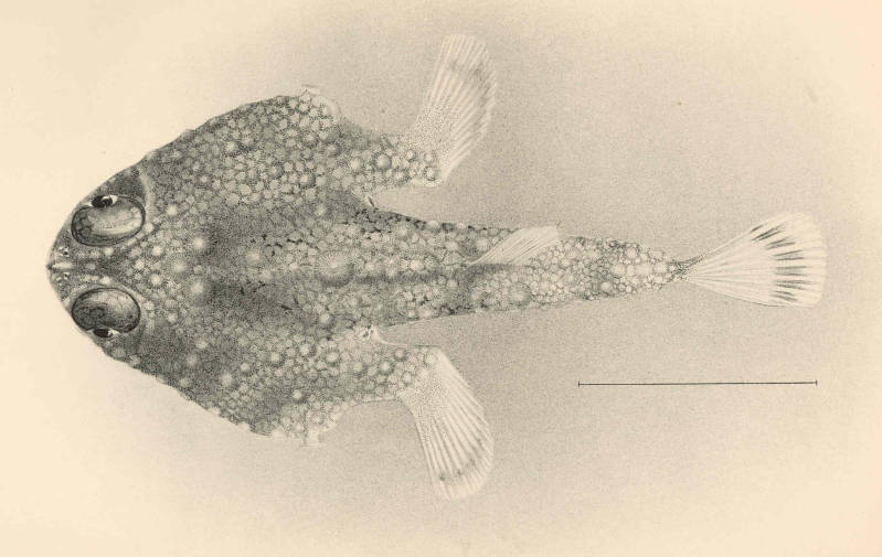 (Malthopsis jordani)
