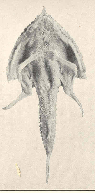 (Malthopsis lutea)