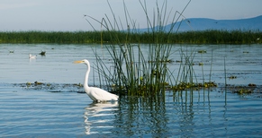 (Mexico, Chapala Lake)