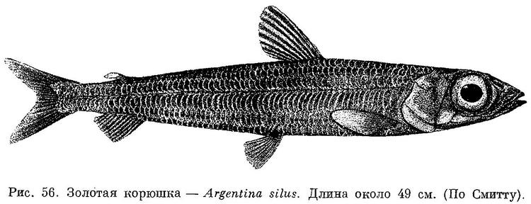 Рыба Аргентина Фото И Описание