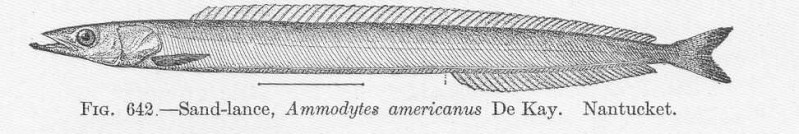 (Ammodytes americanus)