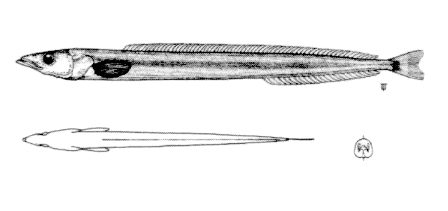 (Ammodytes hexapterus)