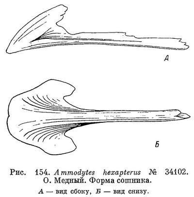 (Ammodytes hexapterus)