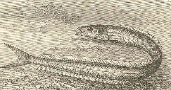 Ammodytidae