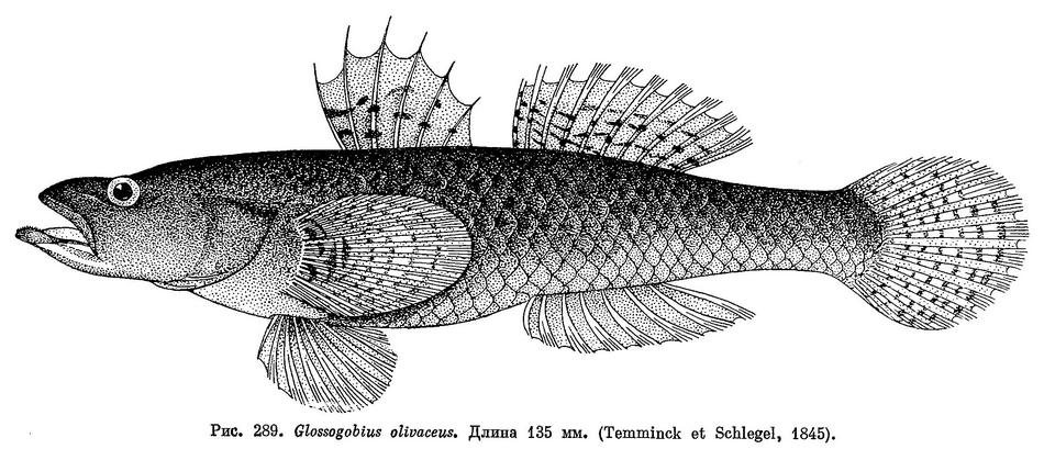 (Glossogobius olivaceus)