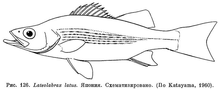 (Lateolabrax latus)