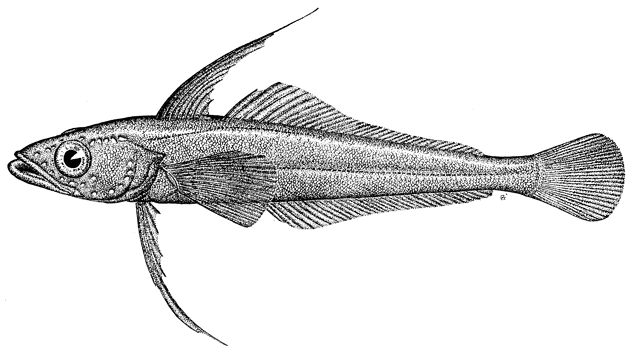 (Aethotaxis mitopteryx mitopteryx)