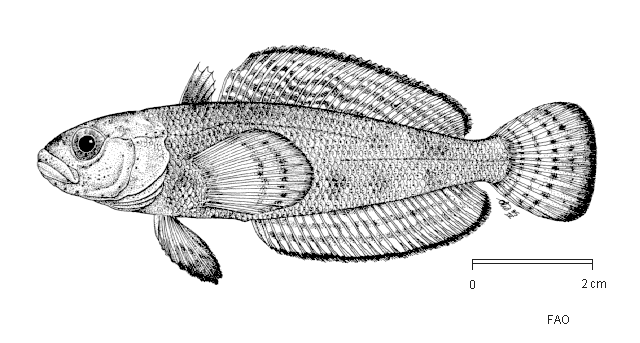 (Pagothenia brachysoma)
