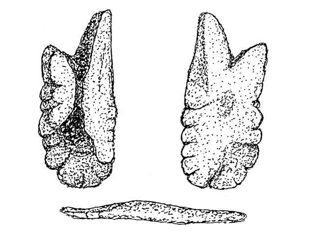 (Paranotothenia magellanica)