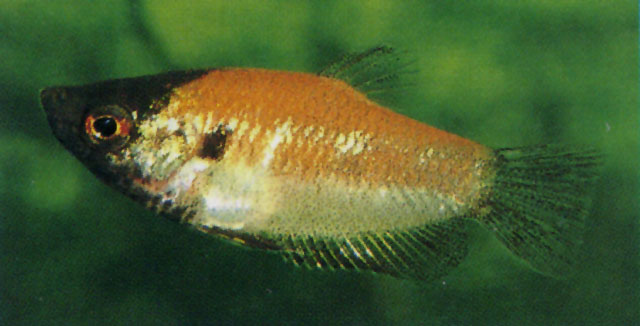 (Parasphaerichthys lineatus)