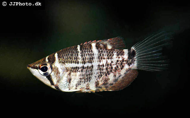 (Sphaerichthys selatanensis)