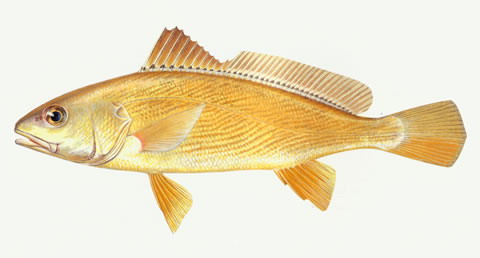 Рыба Нибея Фото