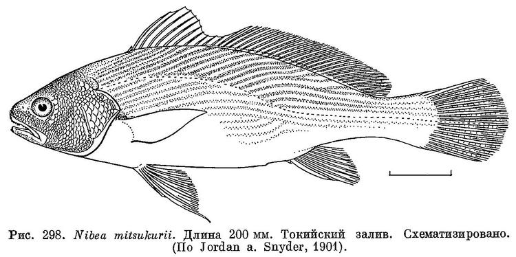 Рыба Нибея Фото
