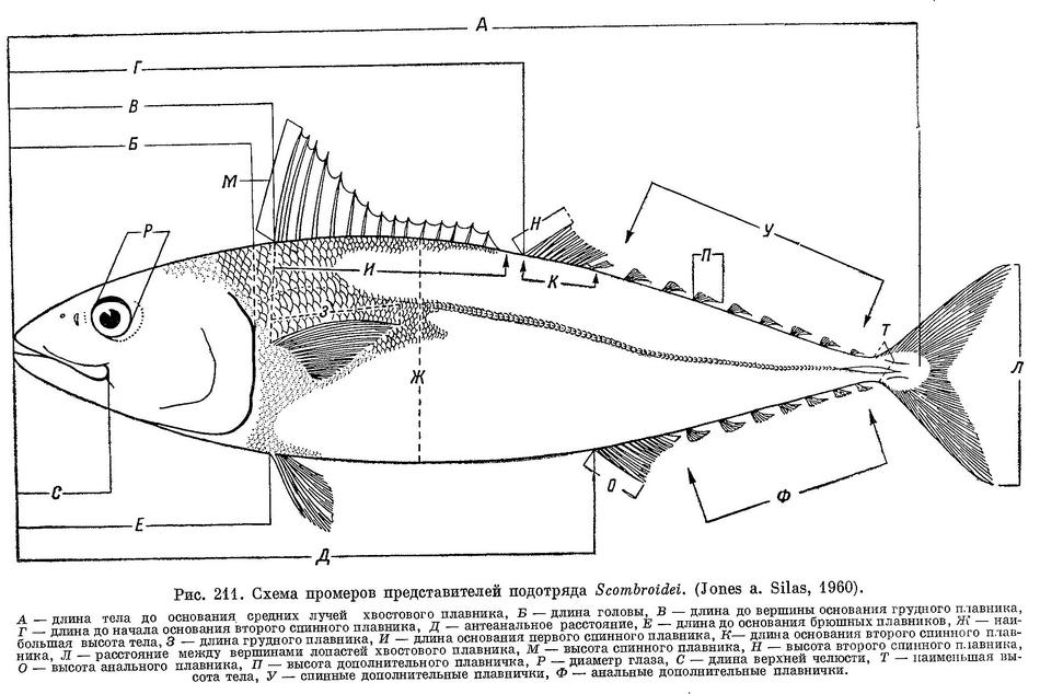 Рыба Семейства Скумбриевых Виды Фото И Название
