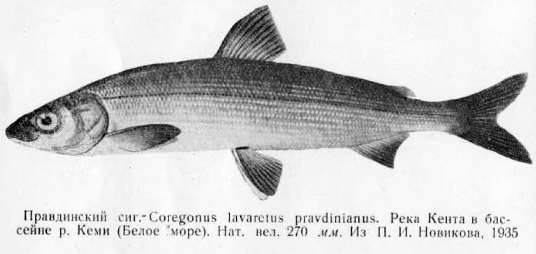 (Coregonus pravdinellus)