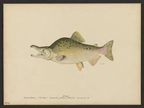 (Oncorhynchus gorbuscha)