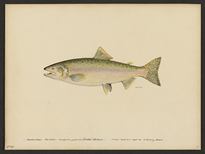 (Oncorhynchus gorbuscha)