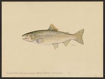 (Oncorhynchus gorbuscha)