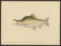 (Oncorhynchus gorbuscha)