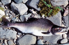 (Oncorhynchus gorbuscha)