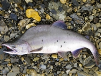 (Oncorhynchus gorbuscha)