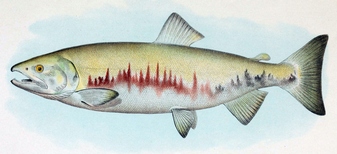 (Oncorhynchus keta)