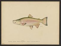 (Oncorhynchus kisutch)