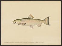 (Oncorhynchus kisutch)