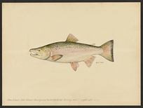 (Oncorhynchus kisutch)