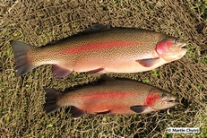 (Oncorhynchus mykiss)