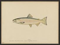 (Oncorhynchus nerka)